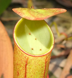 Slender Pitcher Plant (Nepenthes gracilis) photo